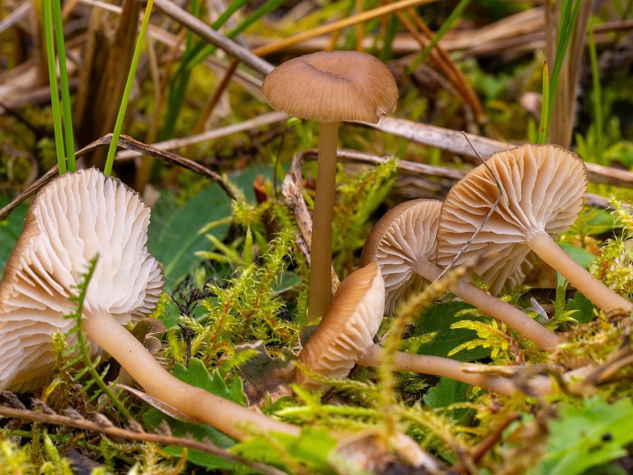 Gamundia striatula _2025-10-19_2-2