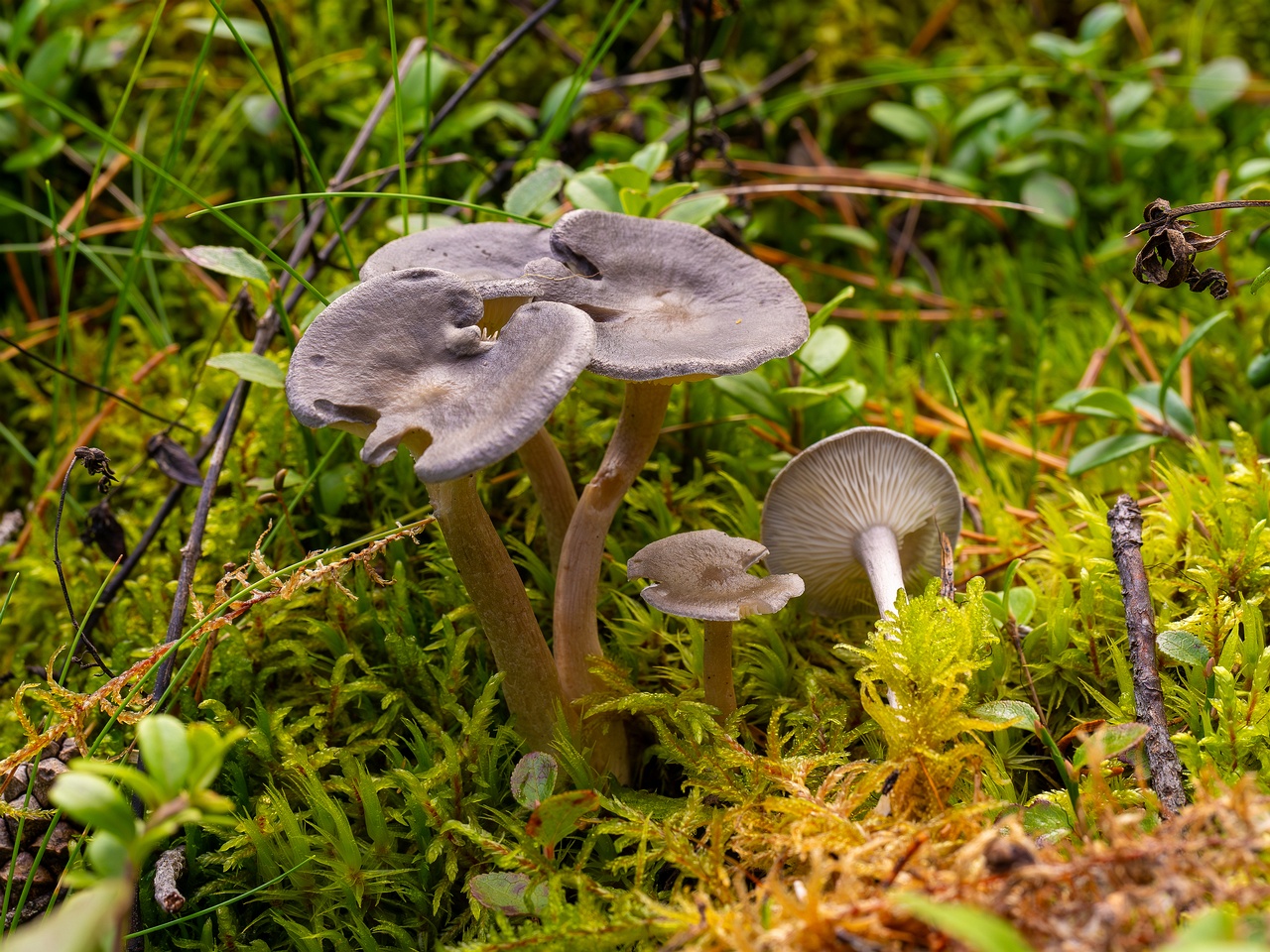 Cantharellula umbonata _2025-09-21_1-1