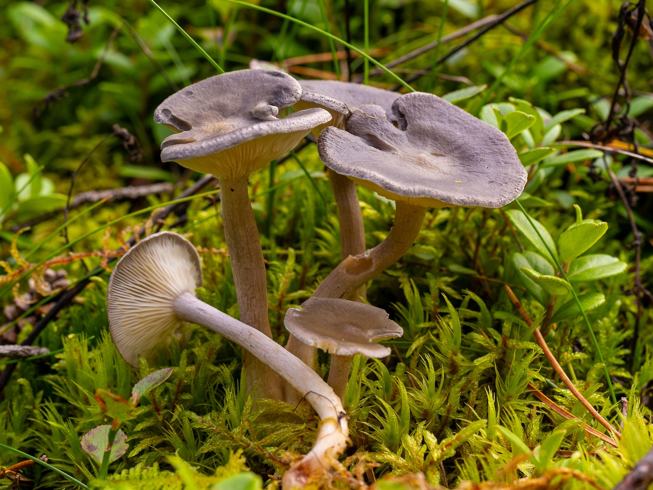 Cantharellula umbonata _2025-09-21_1-11