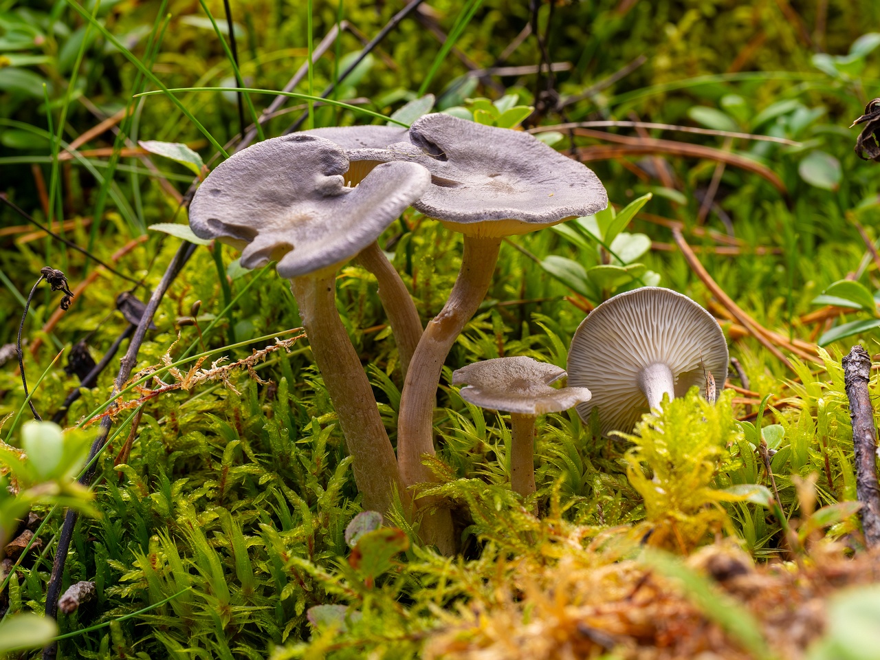 Cantharellula umbonata _2025-09-21_1-3