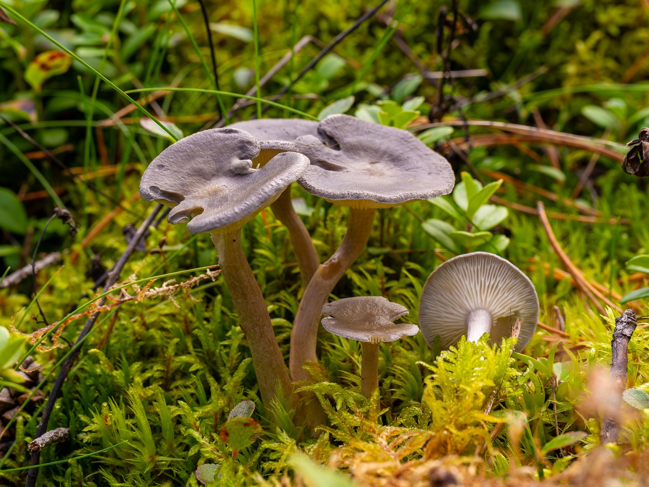 Cantharellula umbonata _2025-09-21_1-5