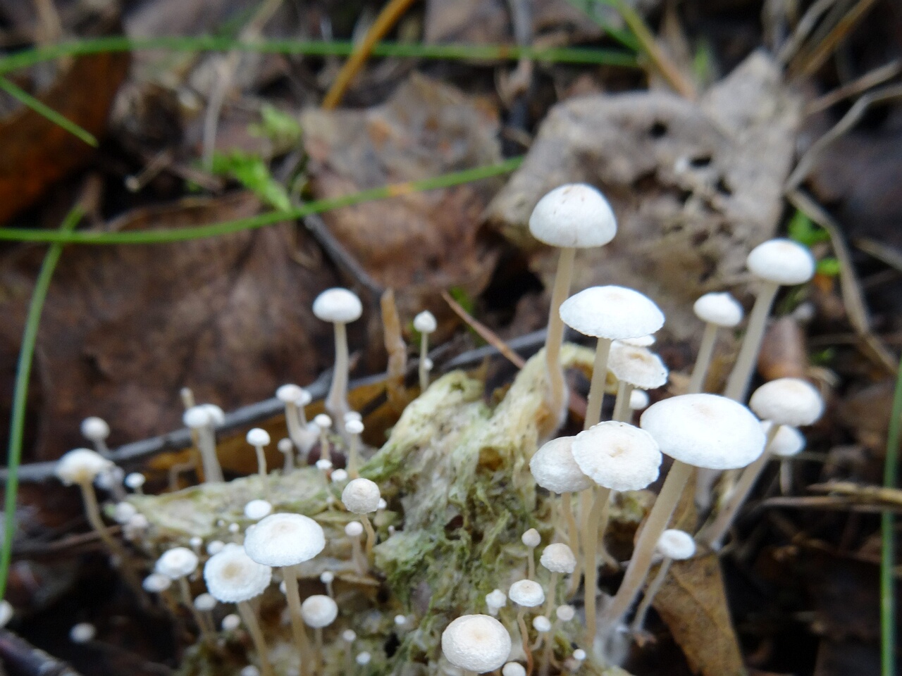 fungi-0000014
