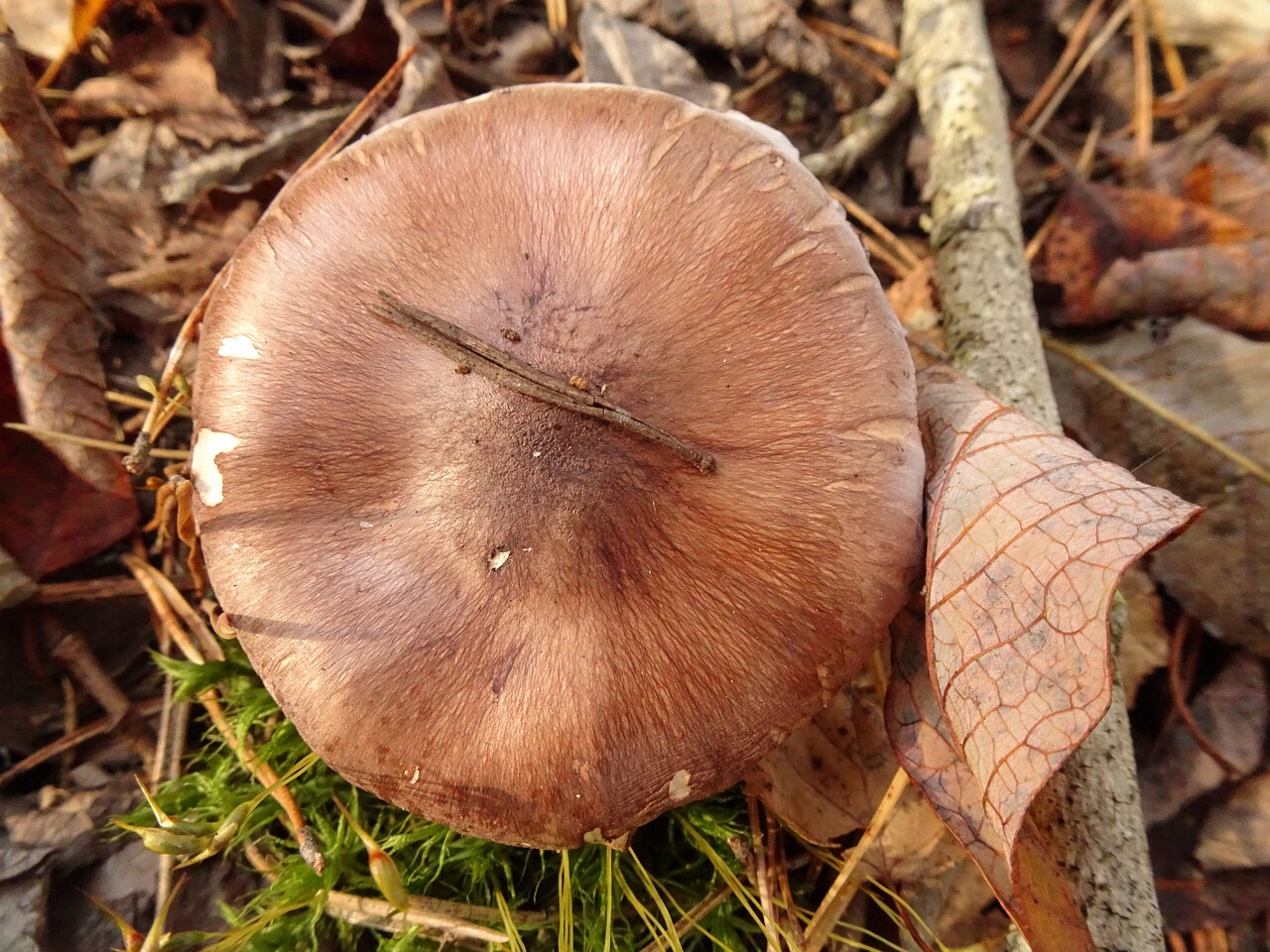 DSC06908