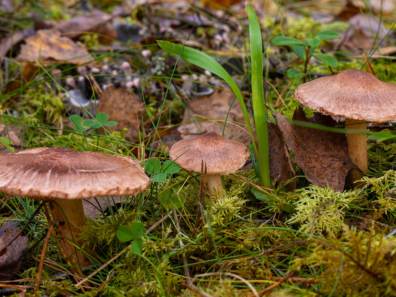 tricholoma-vaccinum_2024-10-19_1-2