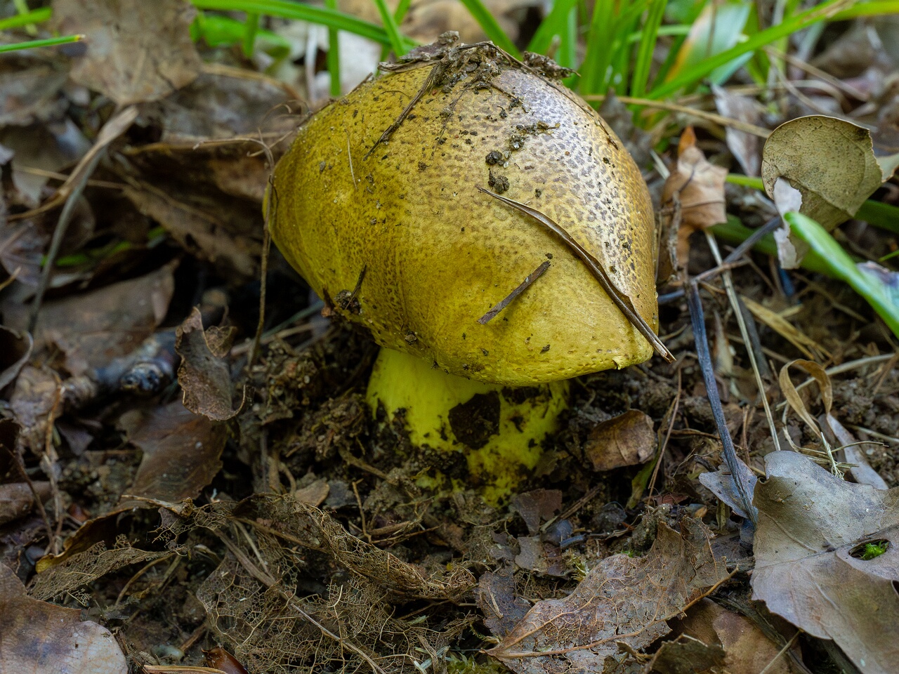 tricholoma-equestre_1-4