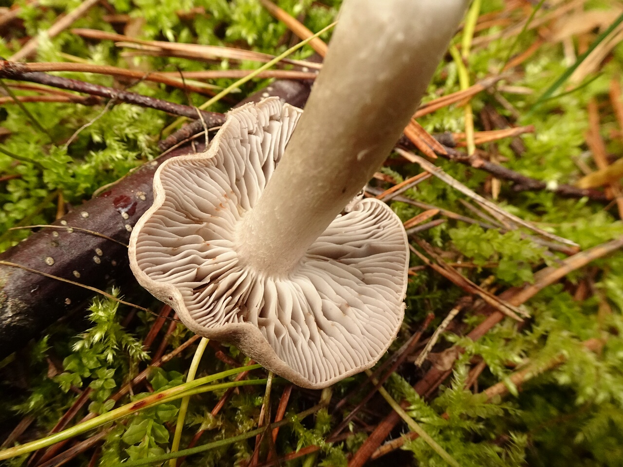 DSC06539