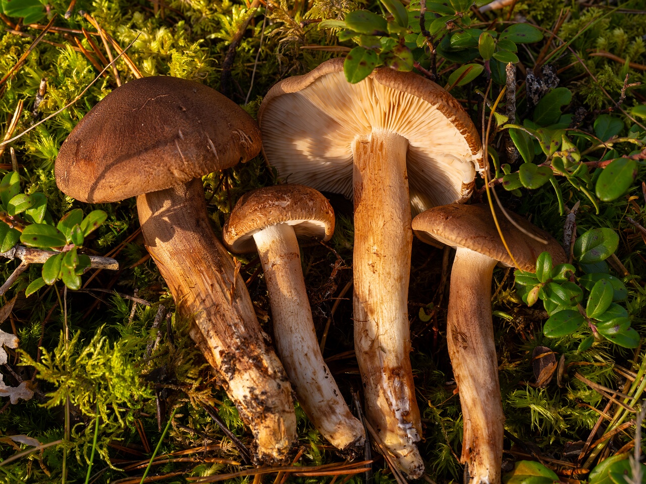 tricholoma-imbricatum_2024-10-19_1-7