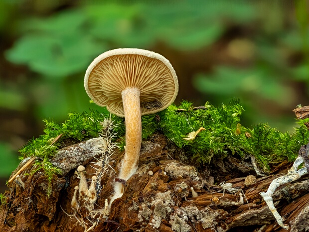Рипартитес рядовковая - Ripartites tricholoma