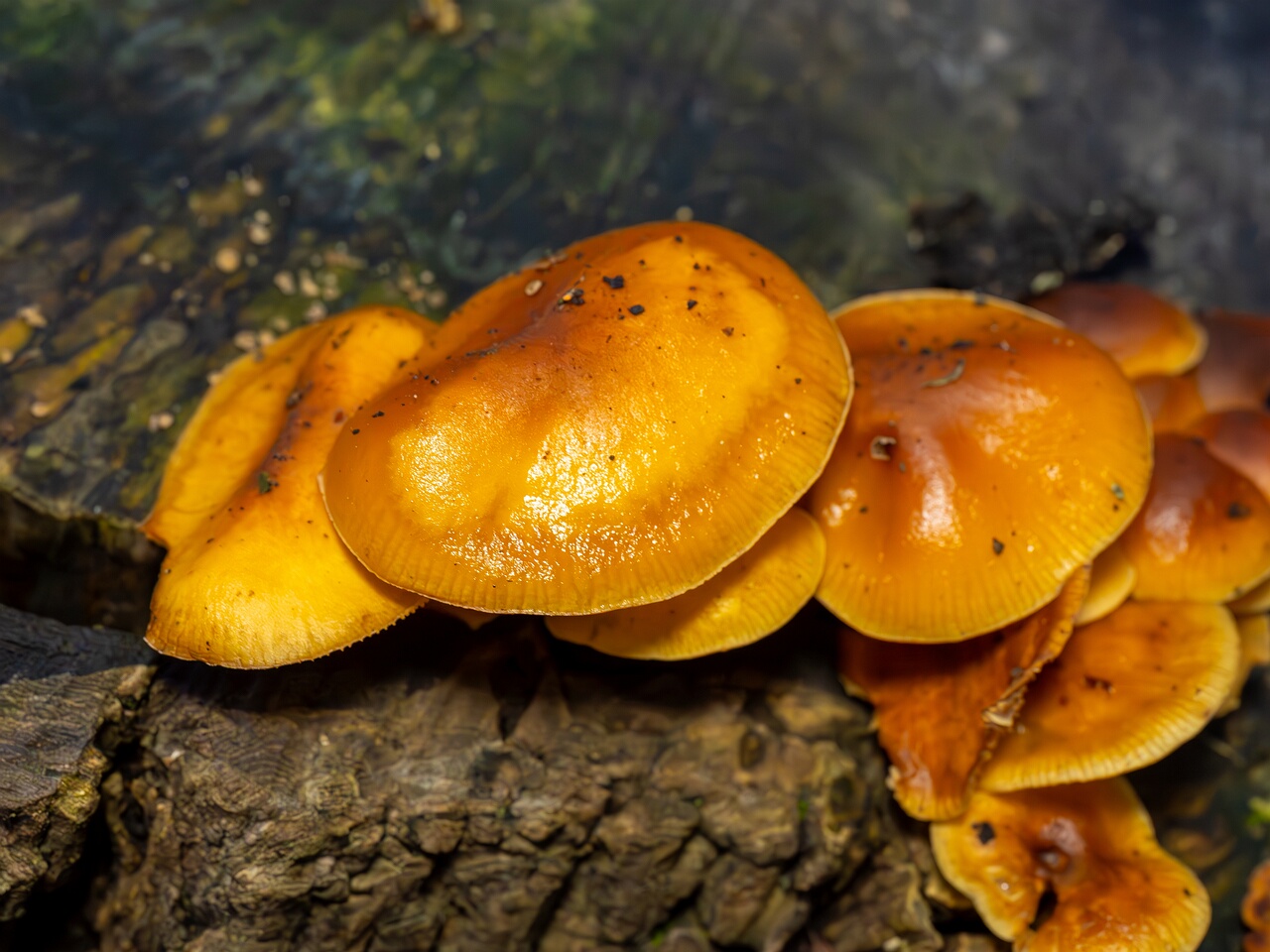 flammulina-velutipes_2024-12-30_1-9