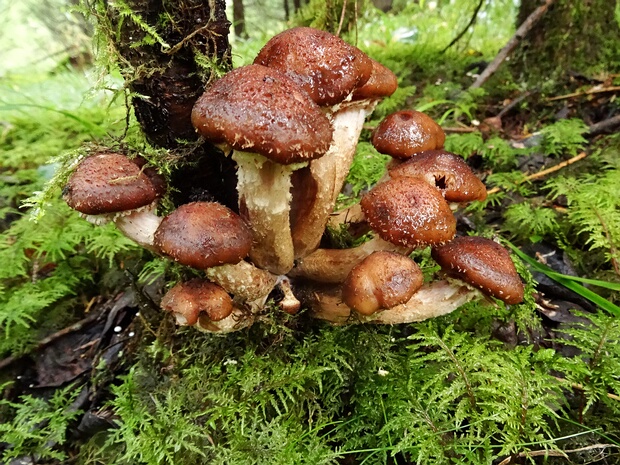 Armillaria borealis - Опёнок северный - Northern Honey Mushroom - Nordischer Hallimasch