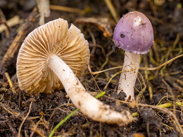 Inocybaceae - Волоконницевые - Inocybaceae Family - Inocybaceae Familie The Inocybaceae family, also known as Волоконницевые in Russian, is a diverse group of basidiomycete fungi that...