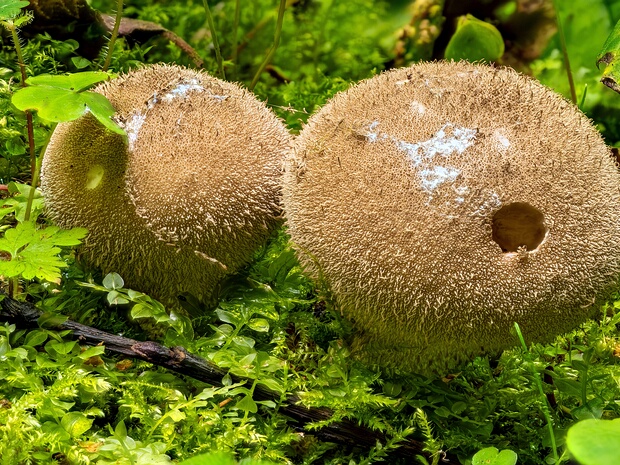 Дождевиковые - Lycoperdaceae The Lycoperdales are a now outdated order of fungi. The order included some well-known types such as the giant puffball,...