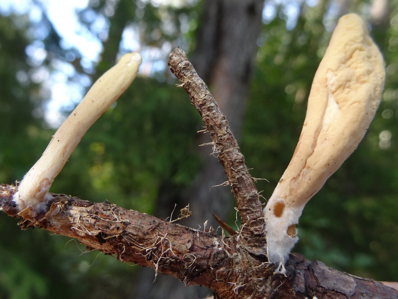 fungi-0000072_