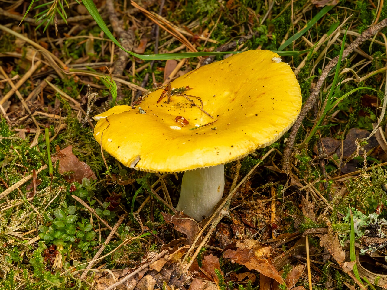 taedu_health_trail_forest-39