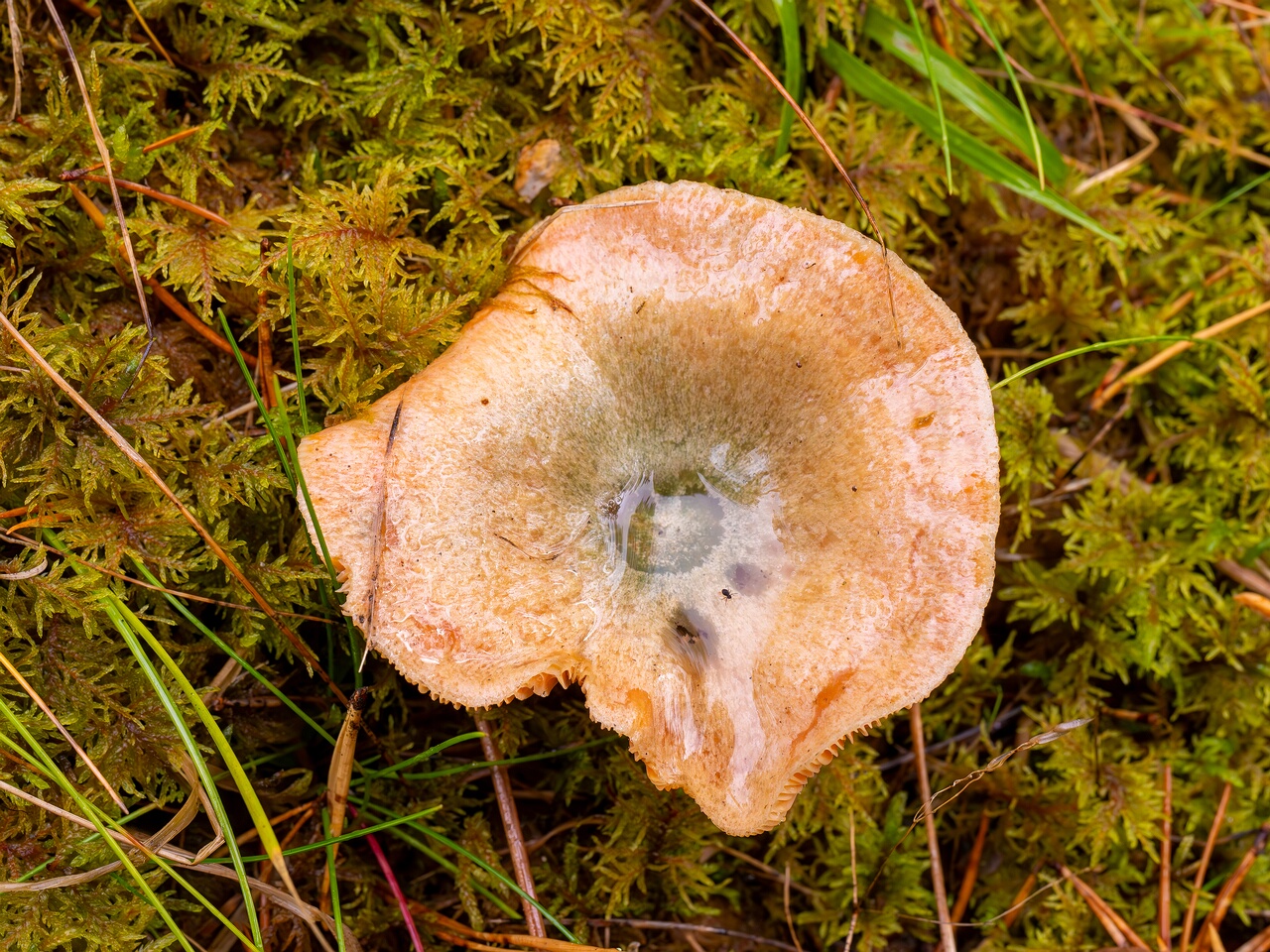 lactarius-deterrimus_2024-10-12_1-2