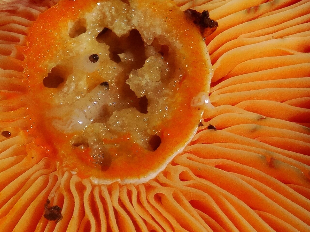 DSC02800_