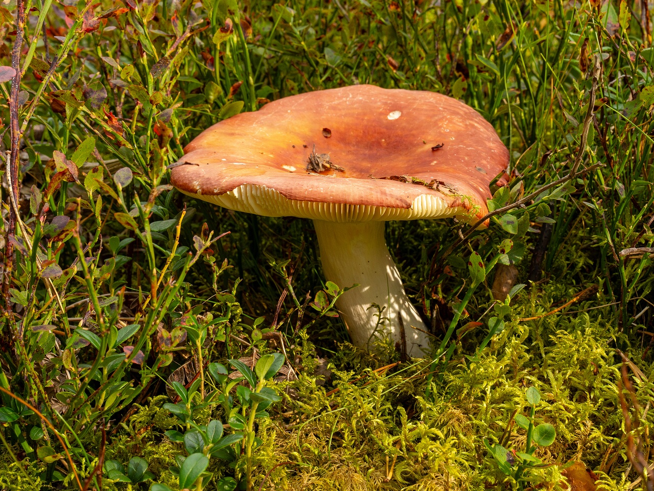 russula-paludosa_1-4