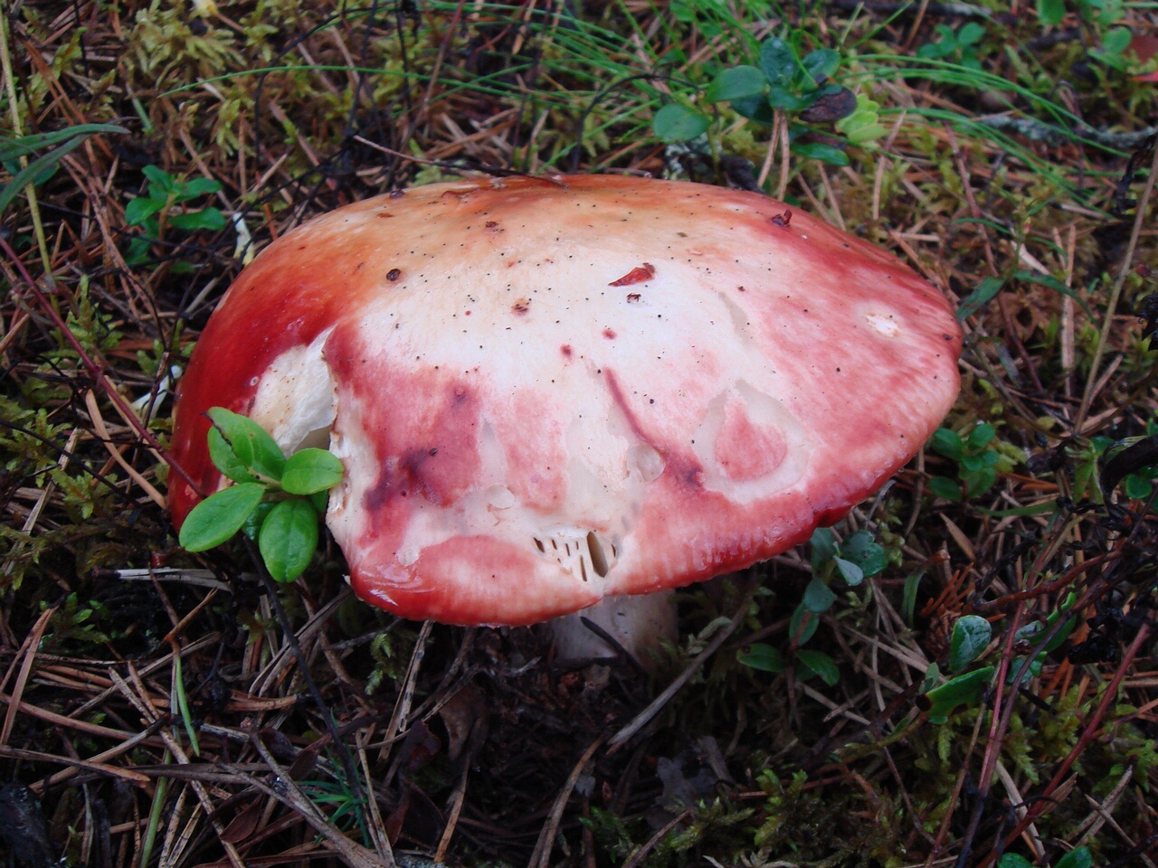 fungi-0003178
