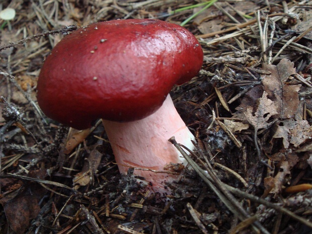 Сыроежка розовоножковая - Russula rhodopus
