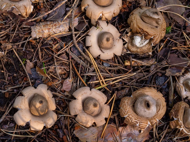 Звездовиковые - Geastrales Geastrales is an order of gasterocarpic basidiomycetes (fungi) that are related to Cantharellales. The order contains...