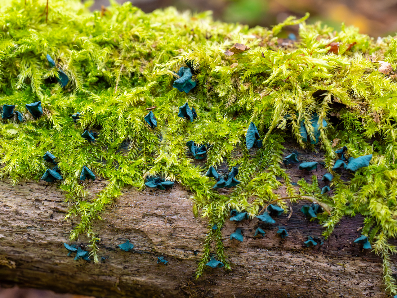 chlorociboria-aeruginascens_2024-09-22_1-11