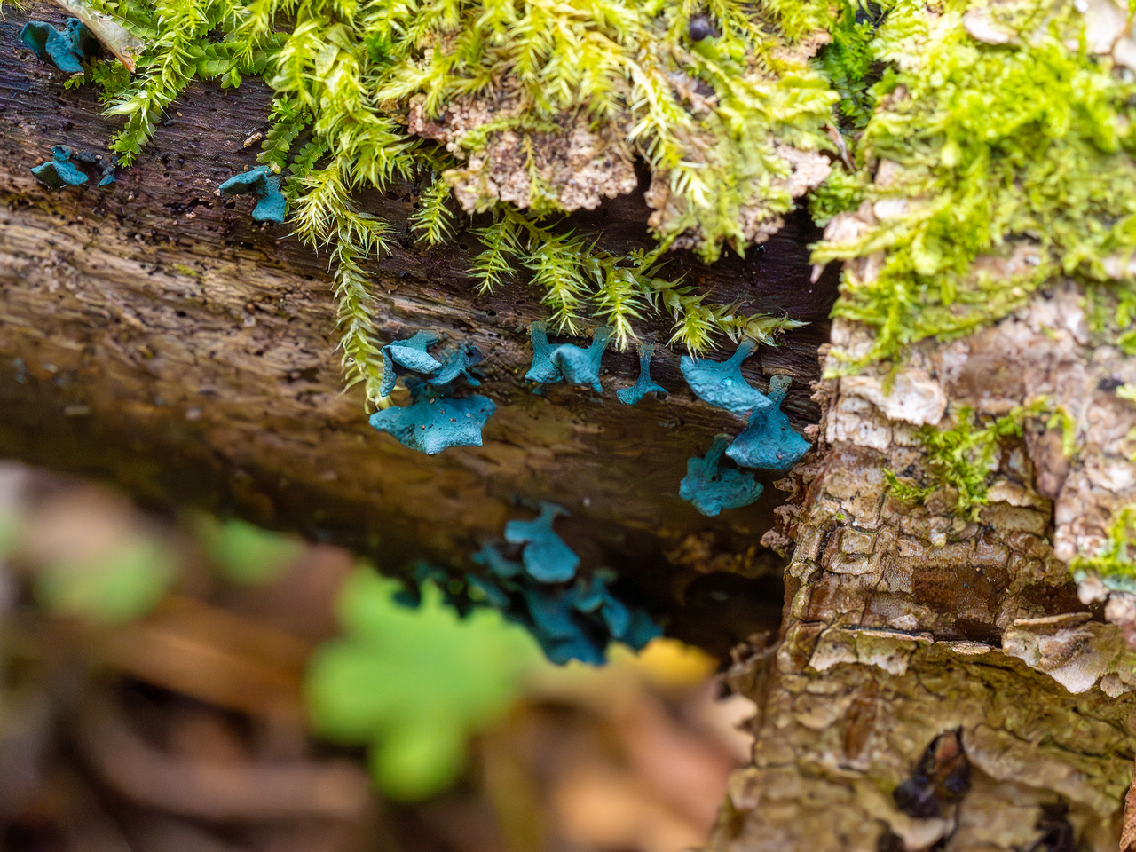 chlorociboria-aeruginascens_2024-09-22_1-14
