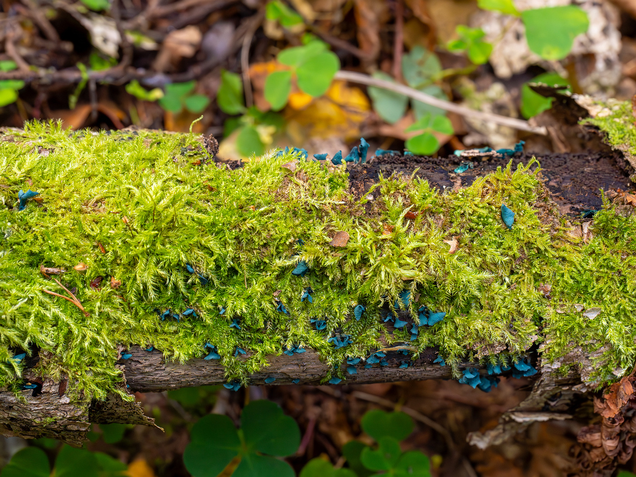 chlorociboria-aeruginascens_2024-09-22_1-15