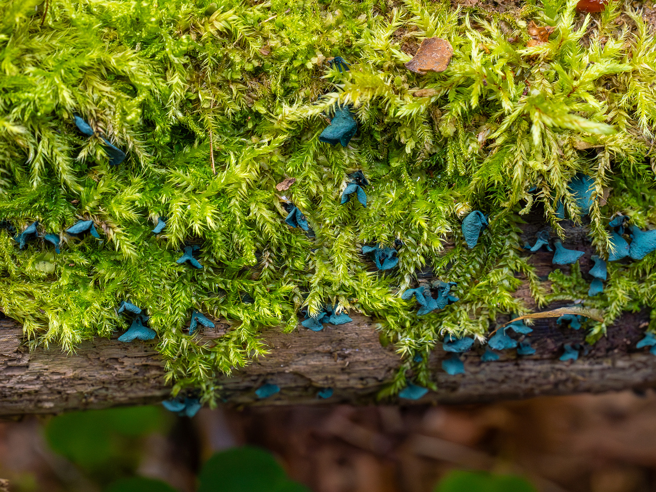 chlorociboria-aeruginascens_2024-09-22_1-17