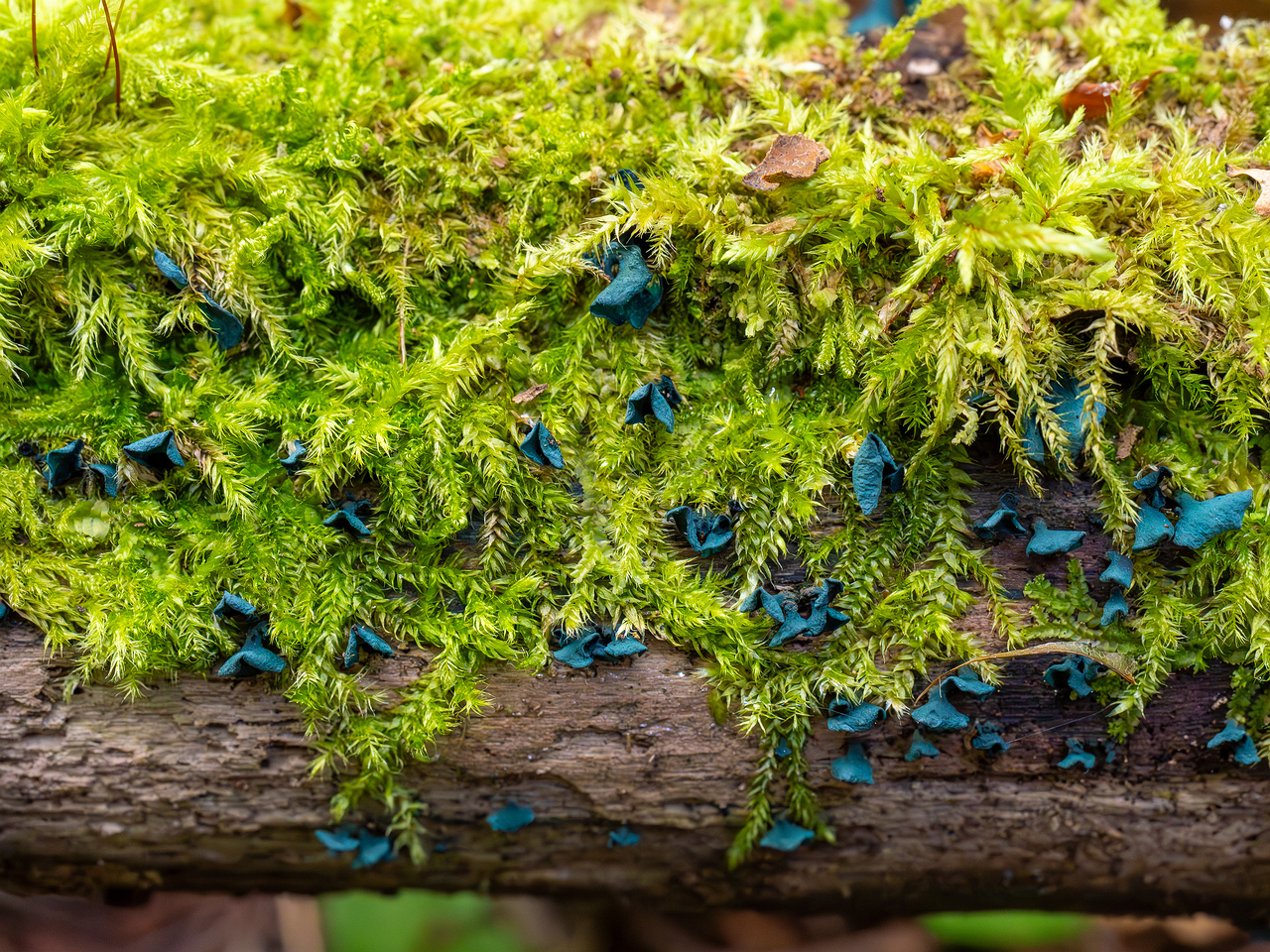 chlorociboria-aeruginascens_2024-09-22_1-18