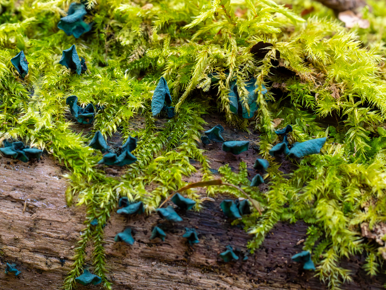 chlorociboria-aeruginascens_2024-09-22_1-2