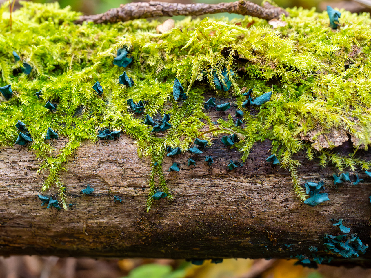 chlorociboria-aeruginascens_2024-09-22_1-4