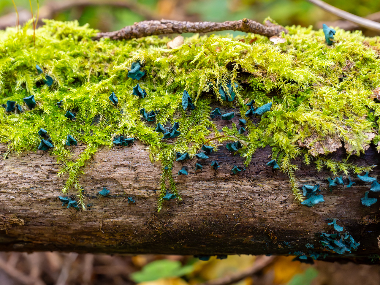 chlorociboria-aeruginascens_2024-09-22_1-5