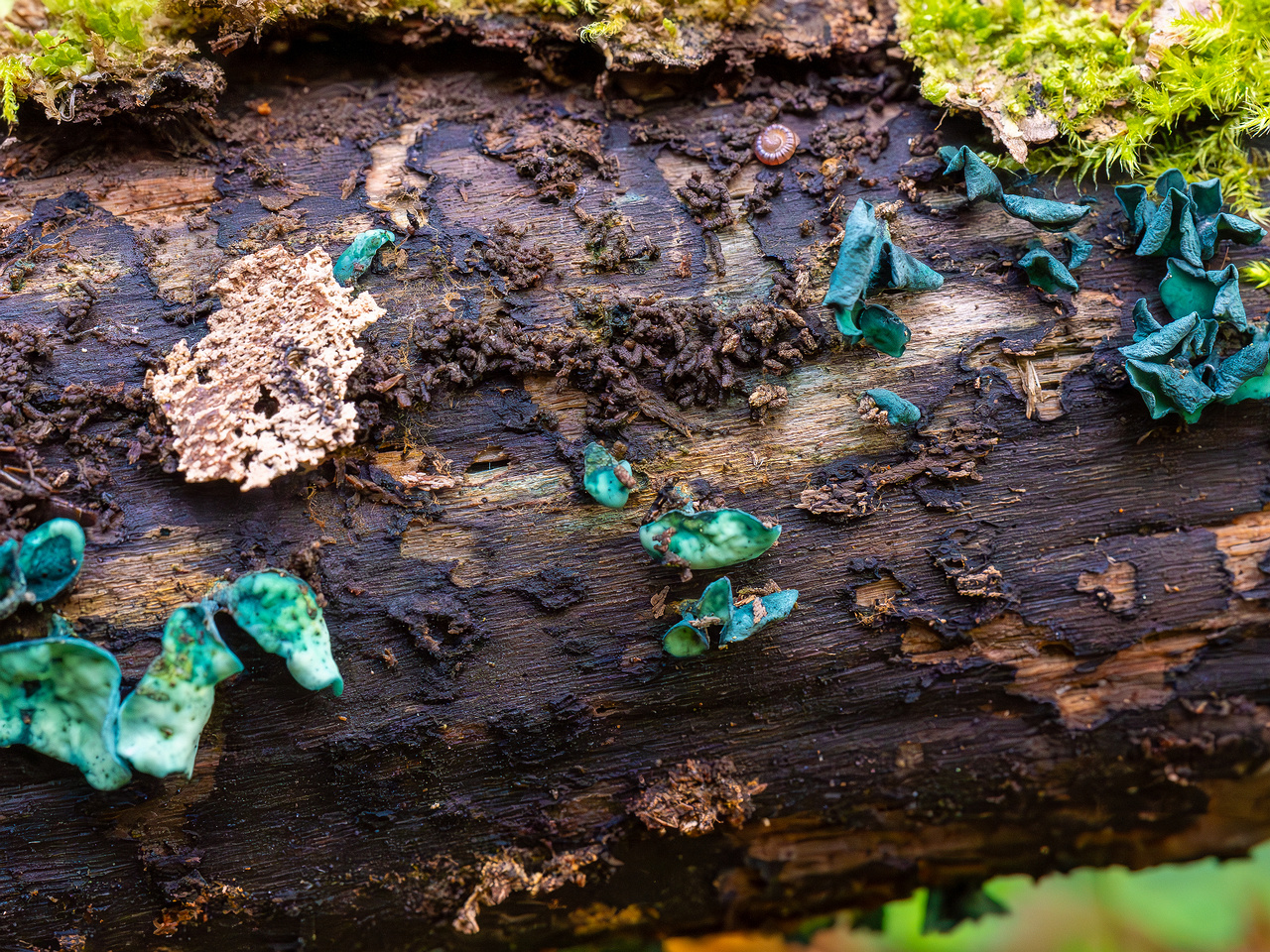 chlorociboria-aeruginascens_2024-09-22_1-7