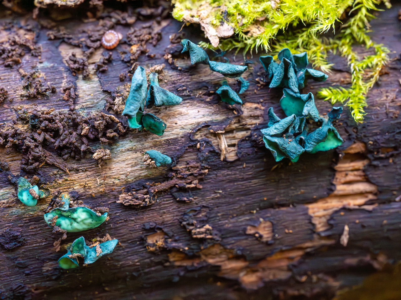 chlorociboria-aeruginascens_2024-09-22_1-8