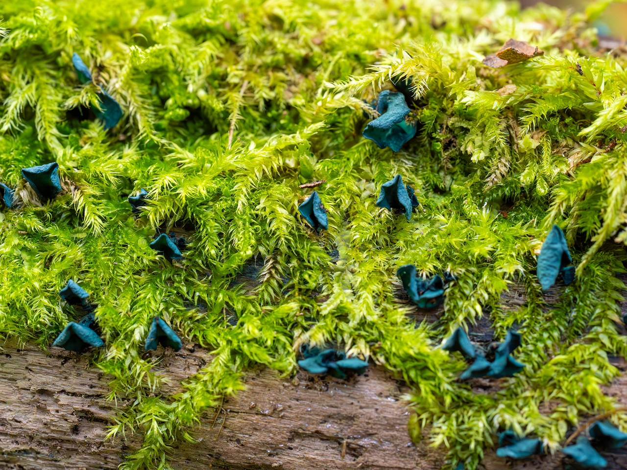 chlorociboria-aeruginascens_2024-09-22_1-9