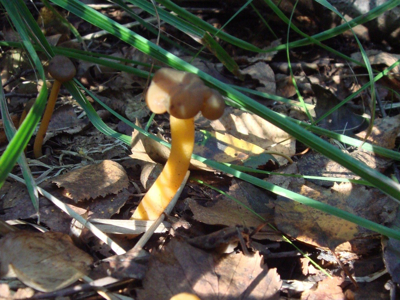 fungi-0003316