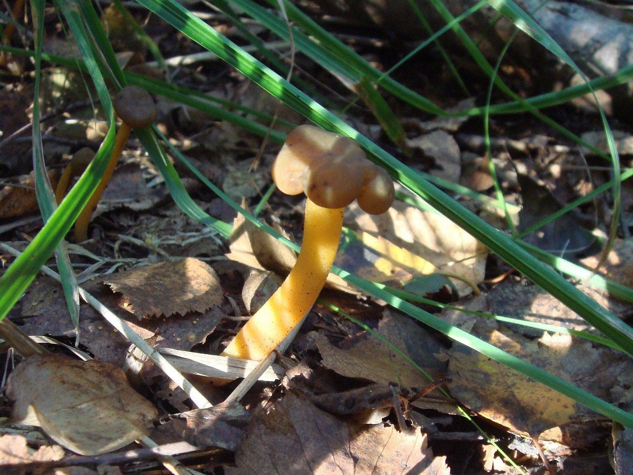 fungi-0003317