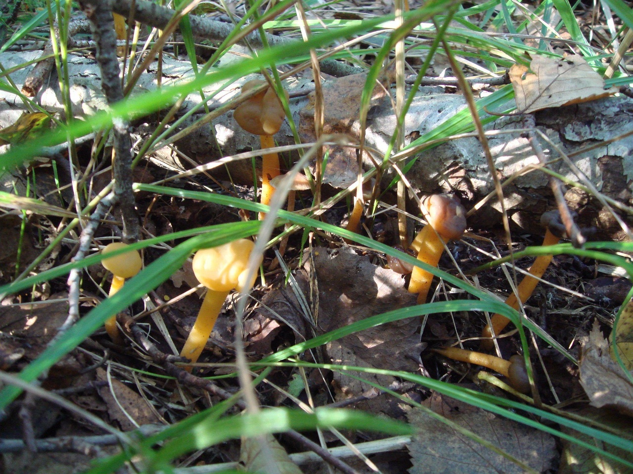 fungi-0003318