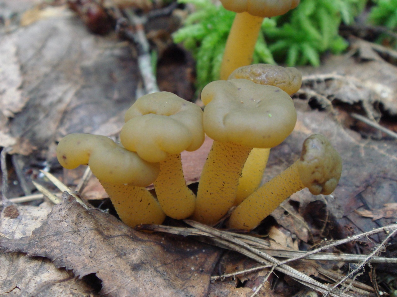 fungi-0004524