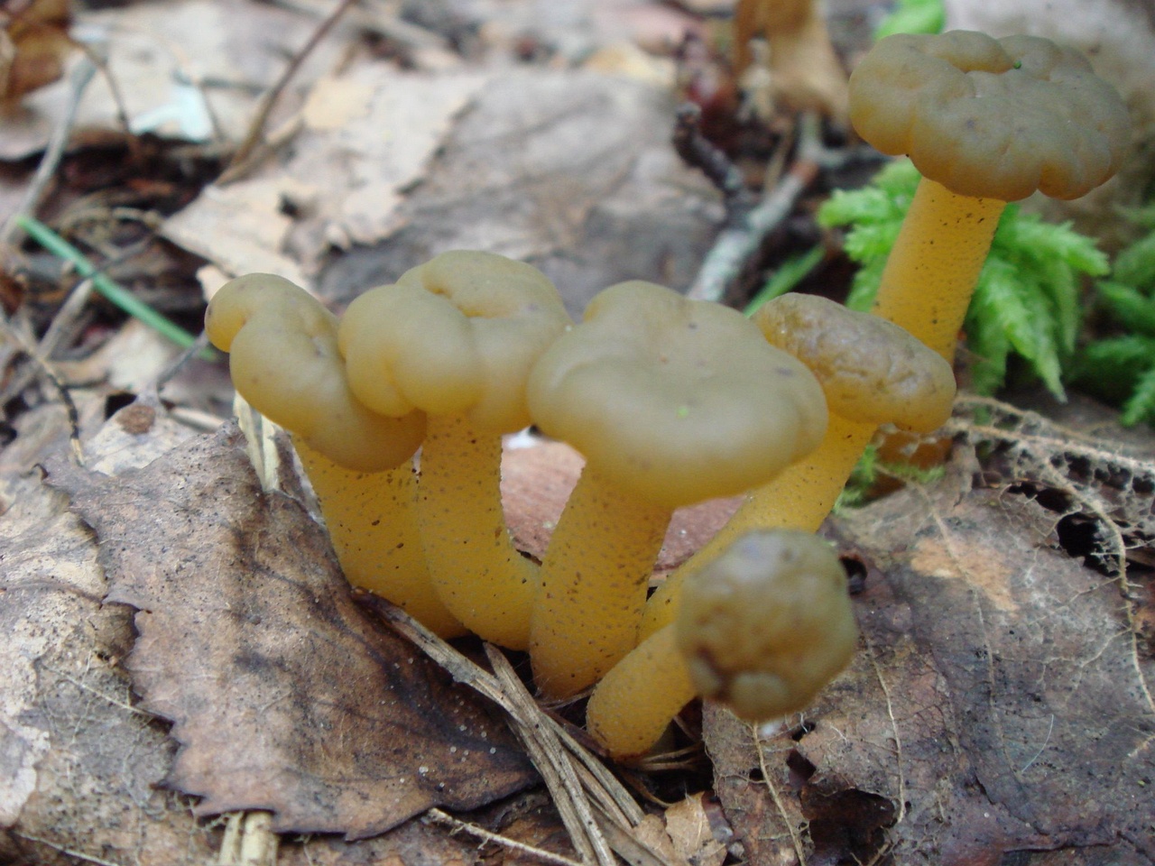 fungi-0004525