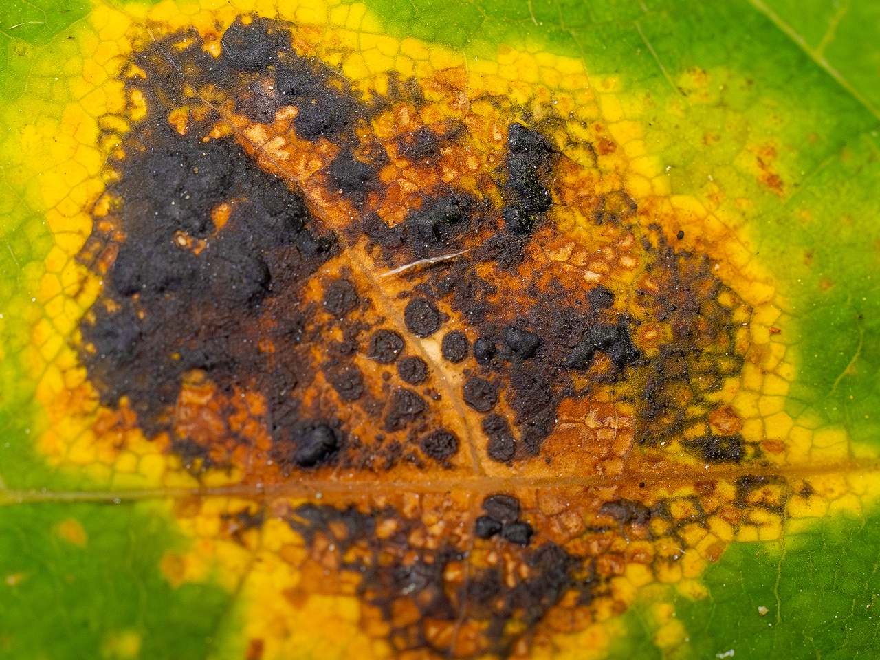 !Rhytisma acerinum _2025-10-04_1-7