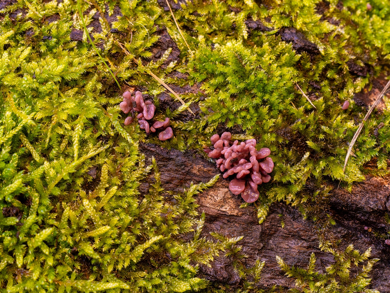 Ascocoryne sarcoides _2025-10-10_1-10