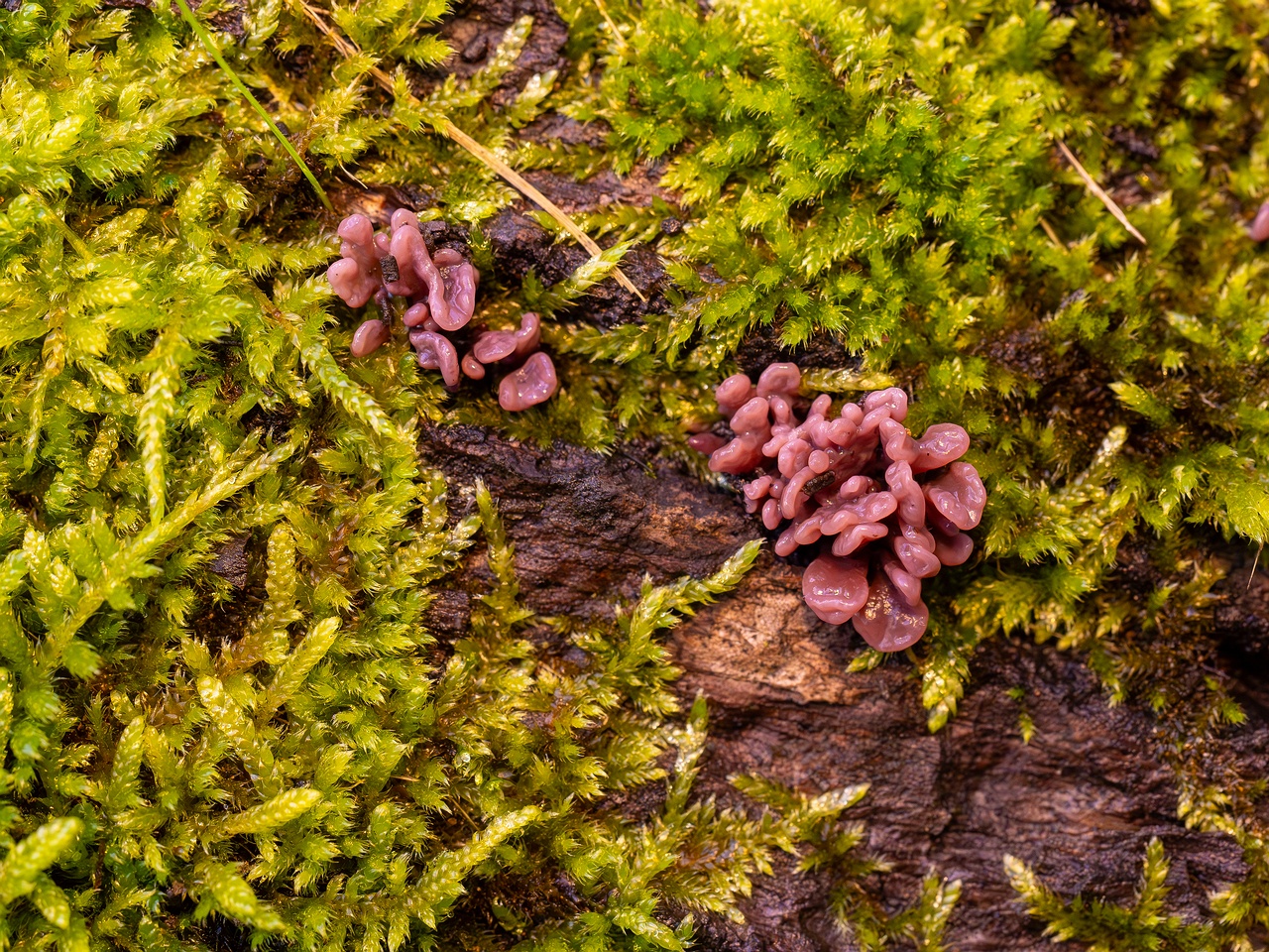 Ascocoryne sarcoides _2025-10-10_1-11