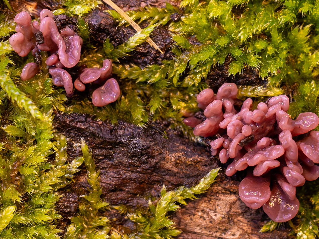 Ascocoryne sarcoides _2025-10-10_1-12