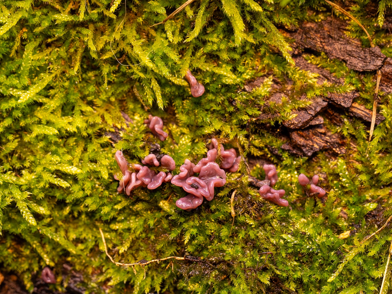 Ascocoryne sarcoides _2025-10-10_1-2