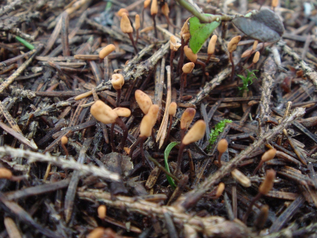 fungi-0004578
