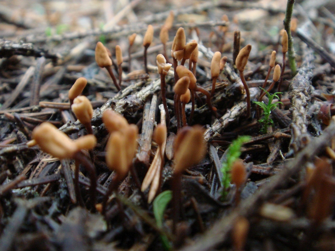 fungi-0004579
