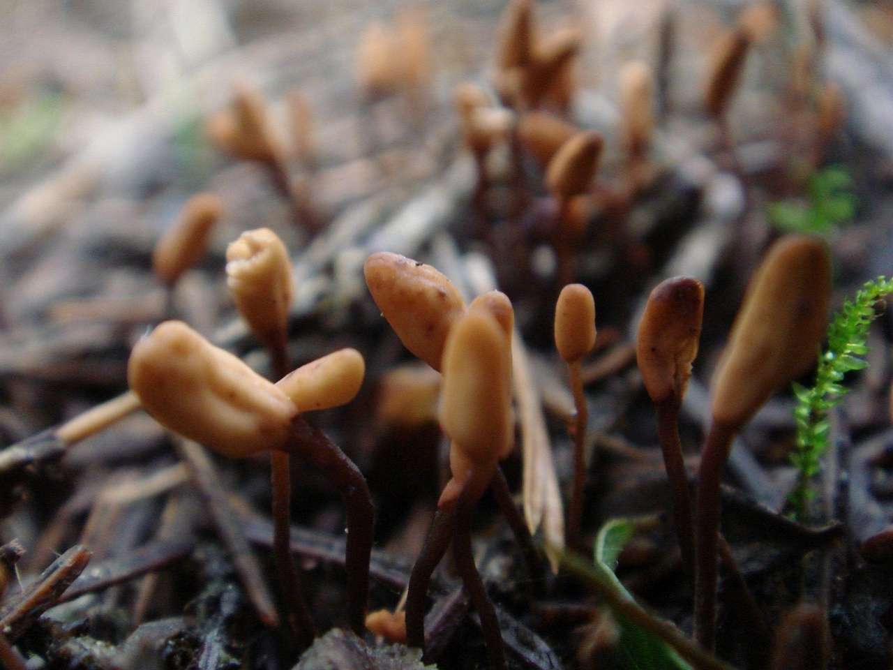 fungi-0004580