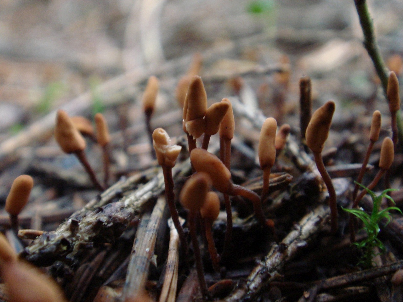 fungi-0004581