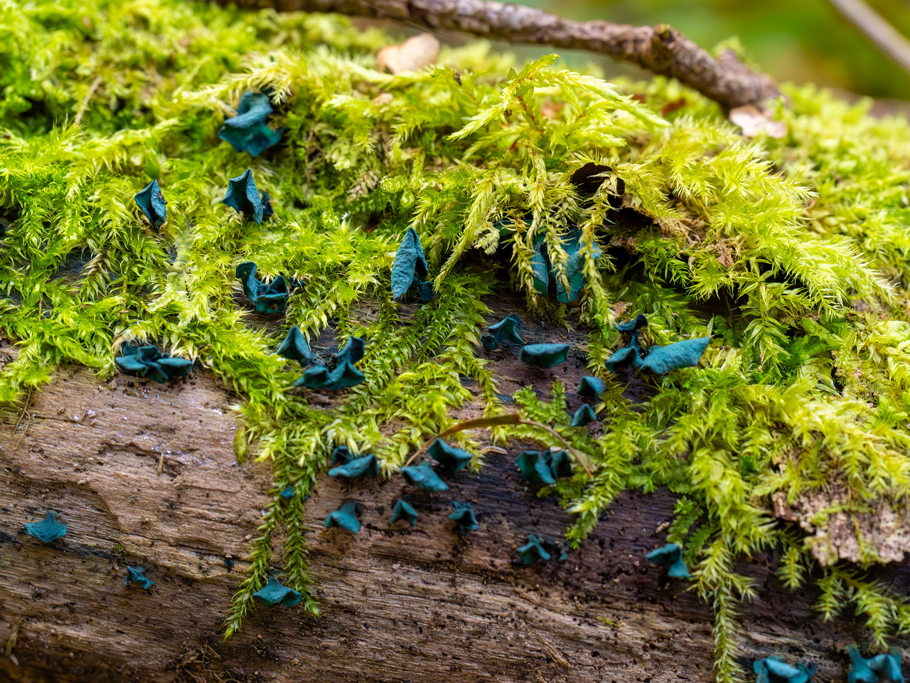 chlorociboria-aeruginascens_2024-09-22_1-1